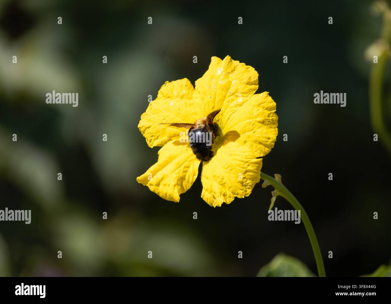 Gros plan d'une grosse abeille charpentière se nourrissant d'une fleur jaune vif sur un fond vert foncé Banque D'Images