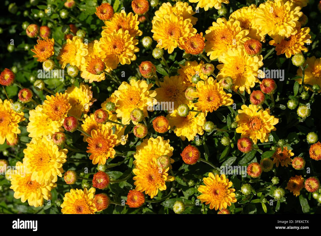 Une vue en hauteur d'un parterre dense de chrysanthèmes jaunes fleurissant sous un soleil éclatant. Cette texture botanique de haute qualité capture de nombreux or Banque D'Images