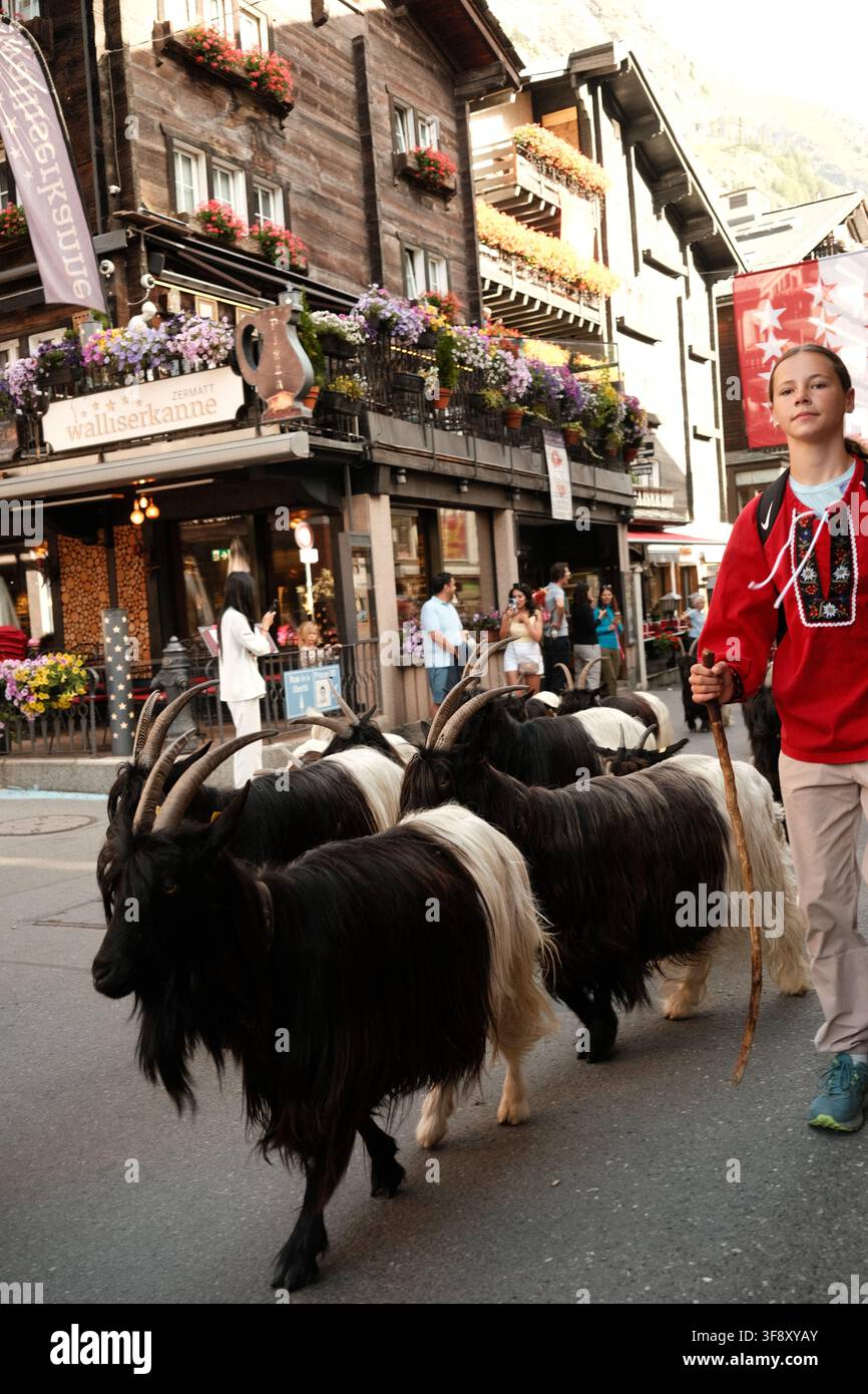 Zermatt, Suisse Parade des chèvres été 2026 Banque D'Images