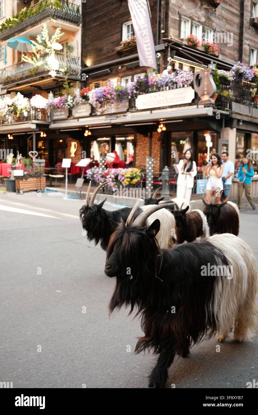 Zermatt, Suisse Parade des chèvres été 2026 Banque D'Images
