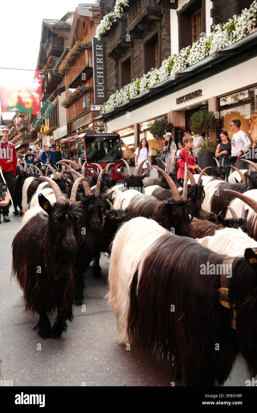 Zermatt, Suisse Parade des chèvres été 2026 Banque D'Images