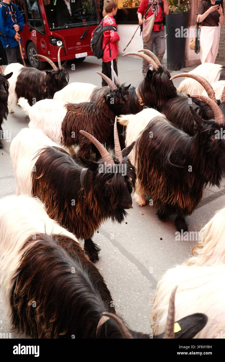 Zermatt, Suisse Parade des chèvres été 2026 Banque D'Images