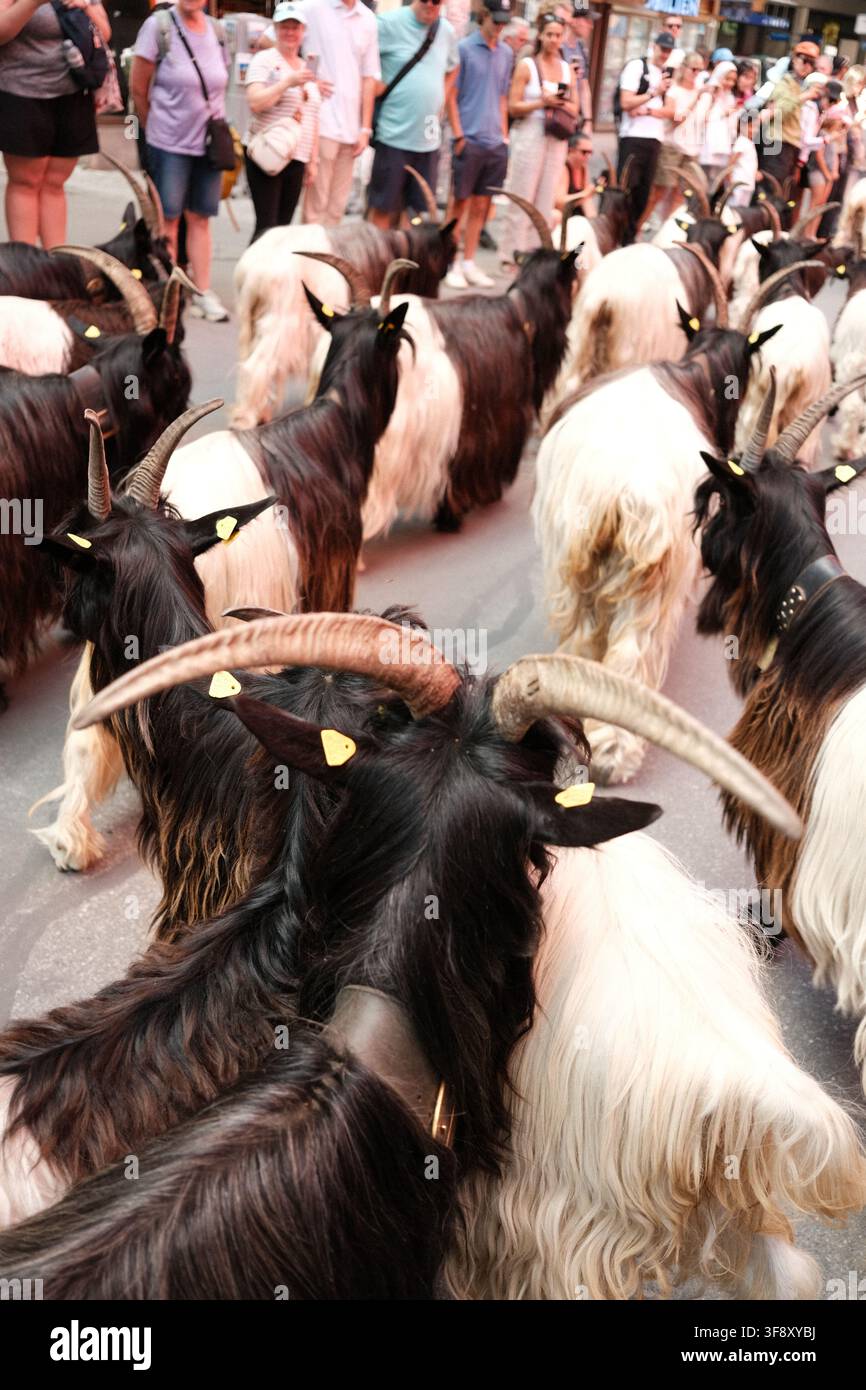 Zermatt, Suisse Parade des chèvres été 2026 Banque D'Images