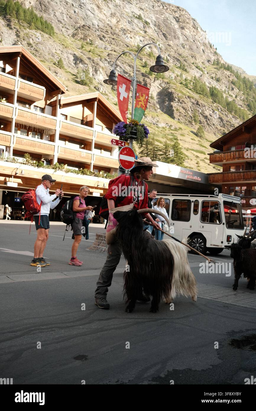 Zermatt, Suisse Parade des chèvres été 2026 Banque D'Images