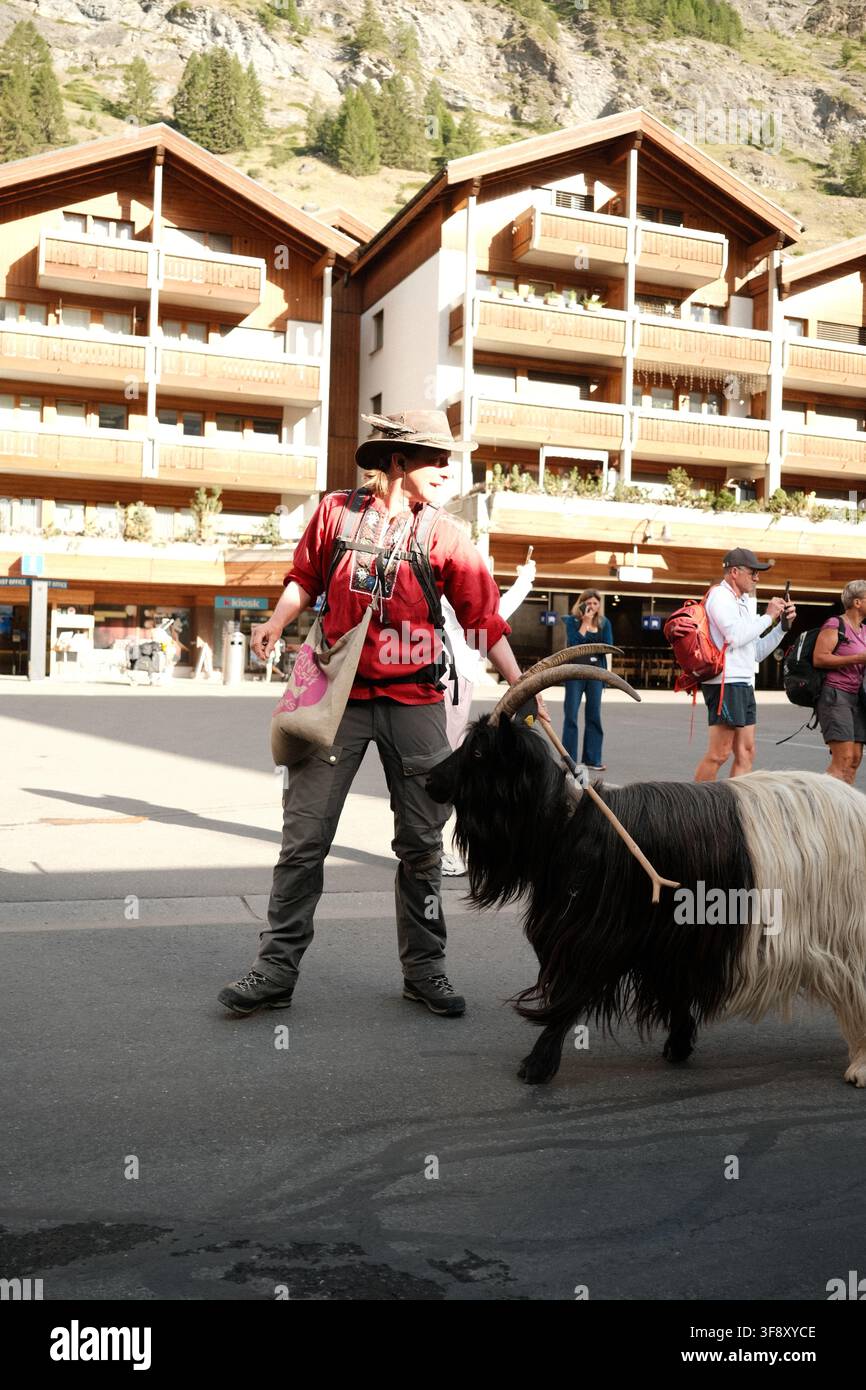 Zermatt, Suisse Parade des chèvres été 2026 Banque D'Images