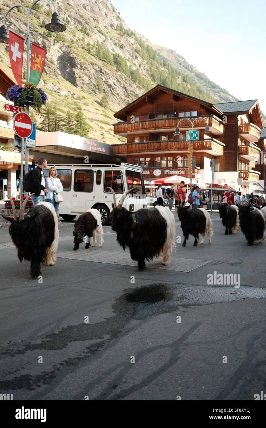 Zermatt, Suisse Parade des chèvres été 2026 Banque D'Images