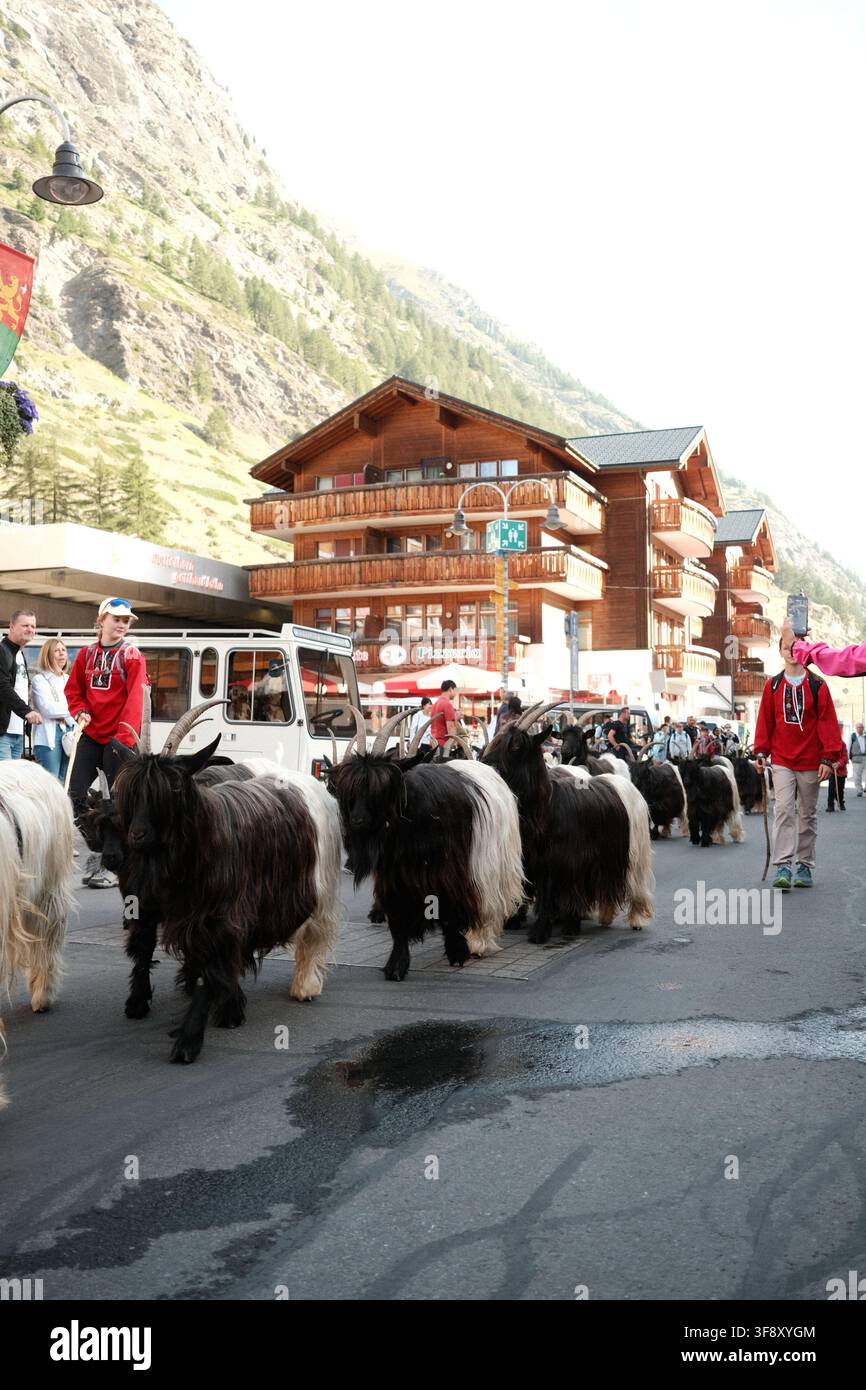 Zermatt, Suisse Parade des chèvres été 2026 Banque D'Images