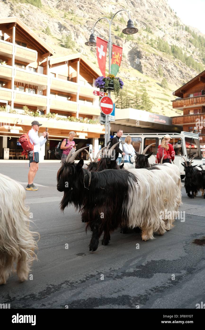 Zermatt, Suisse Parade des chèvres été 2026 Banque D'Images