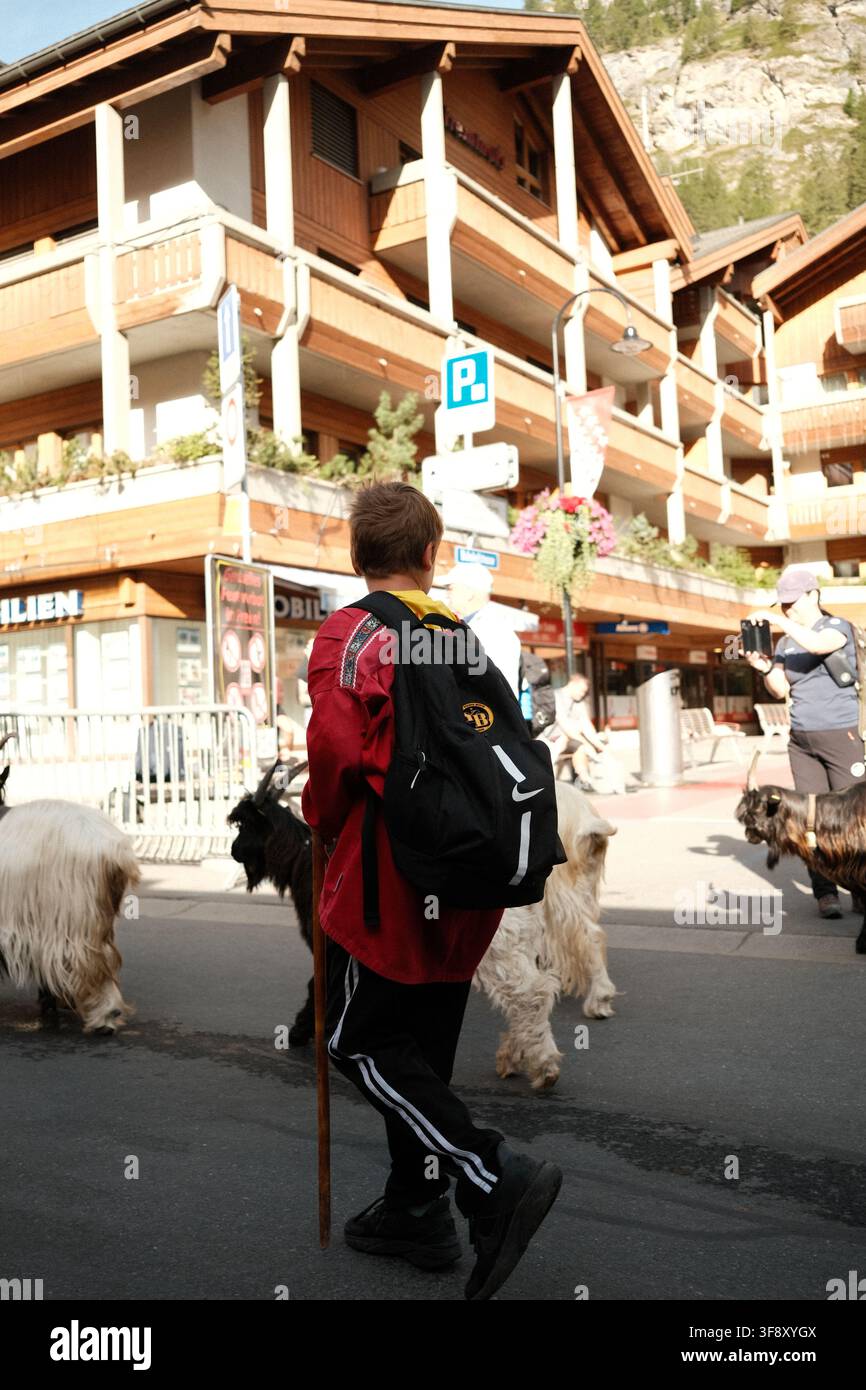 Zermatt, Suisse Parade des chèvres été 2026 Banque D'Images