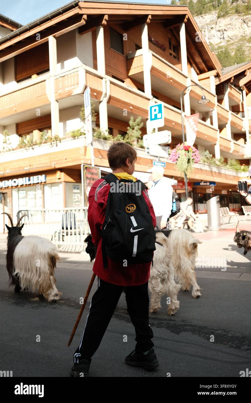 Zermatt, Suisse Parade des chèvres été 2026 Banque D'Images