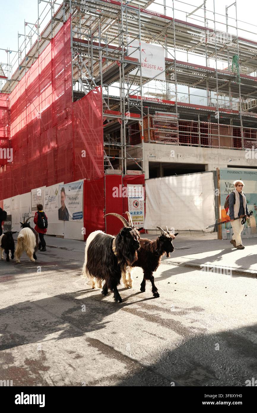 Zermatt, Suisse Parade des chèvres été 2026 Banque D'Images