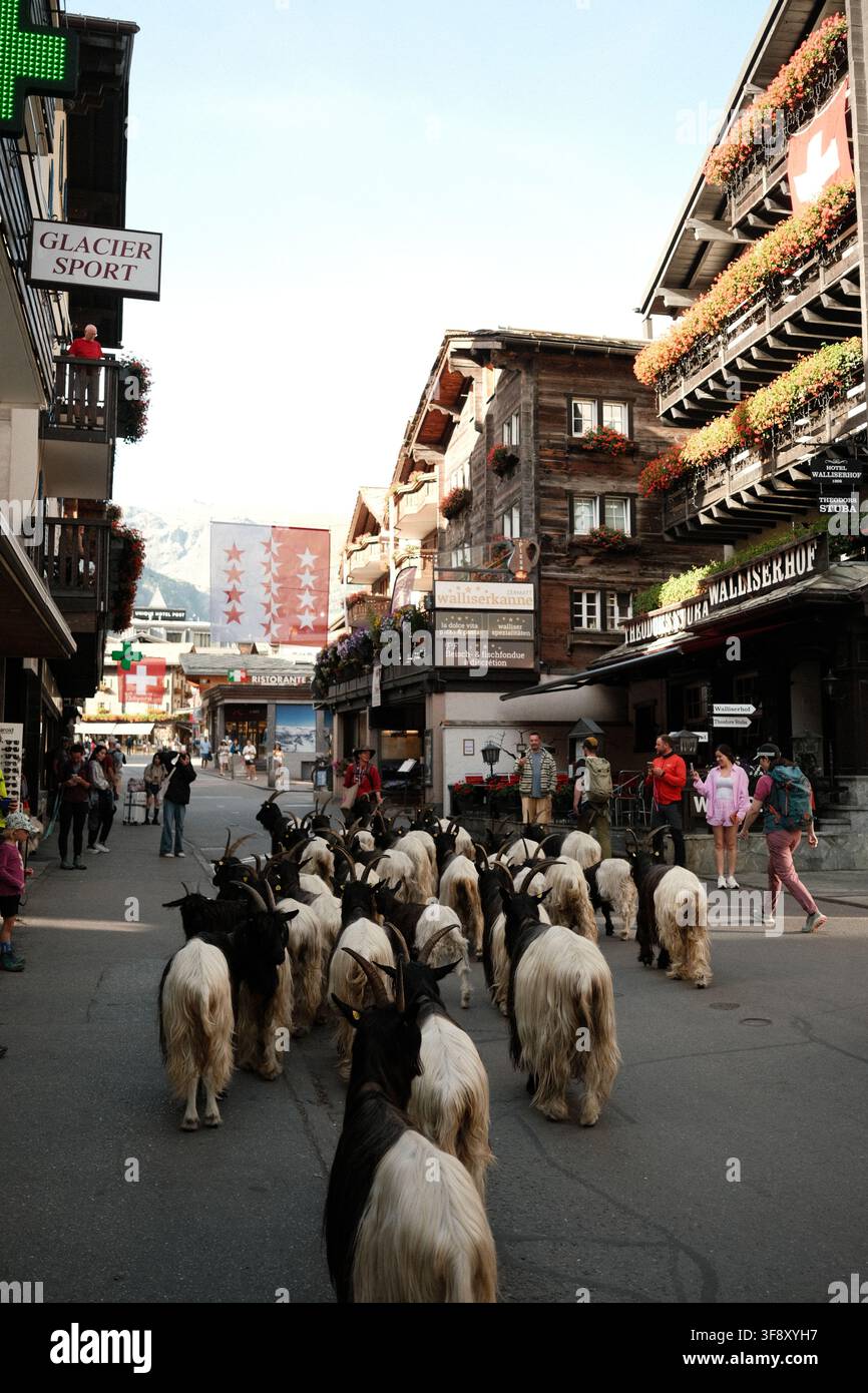 Zermatt, Suisse Parade des chèvres été 2026 Banque D'Images