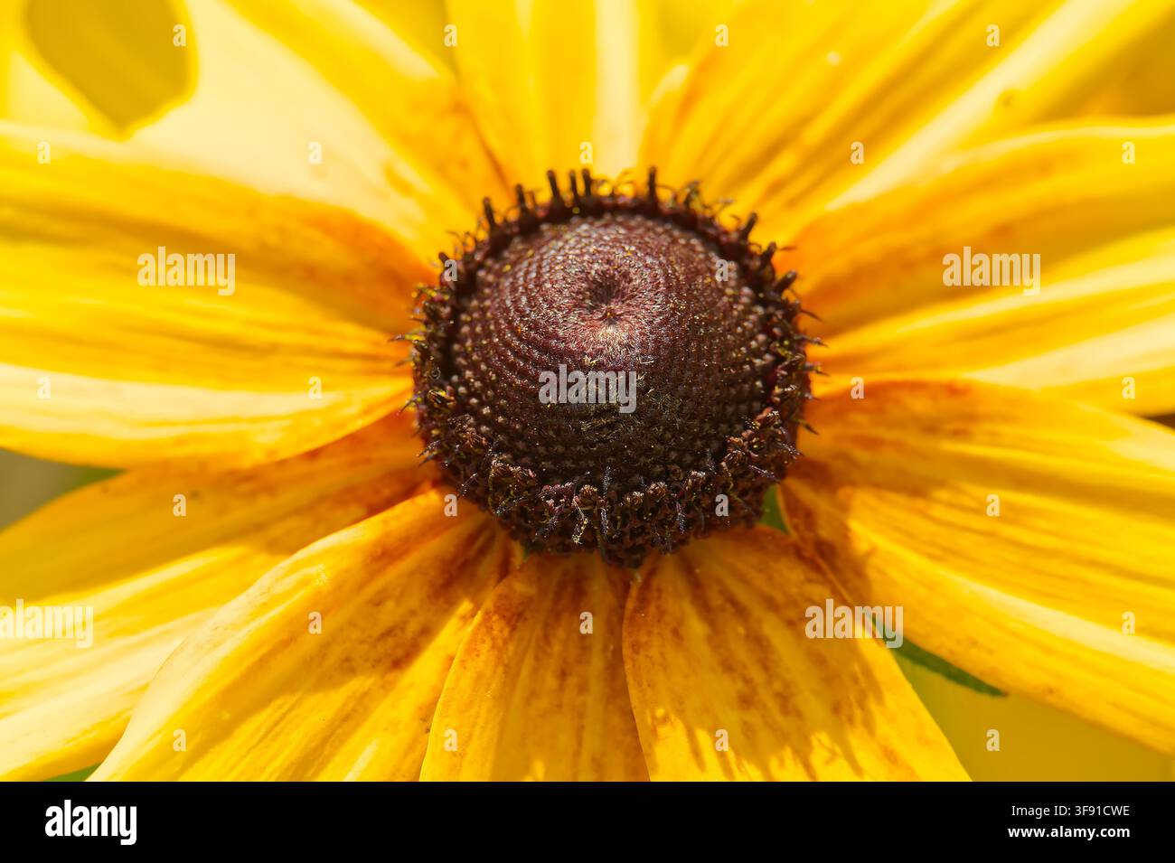 Vue détaillée d'une fleur de Rudbeckia hirta jaune vif mettant en valeur son cône brun foncé texturé et ses pétales délicats en pleine floraison Banque D'Images
