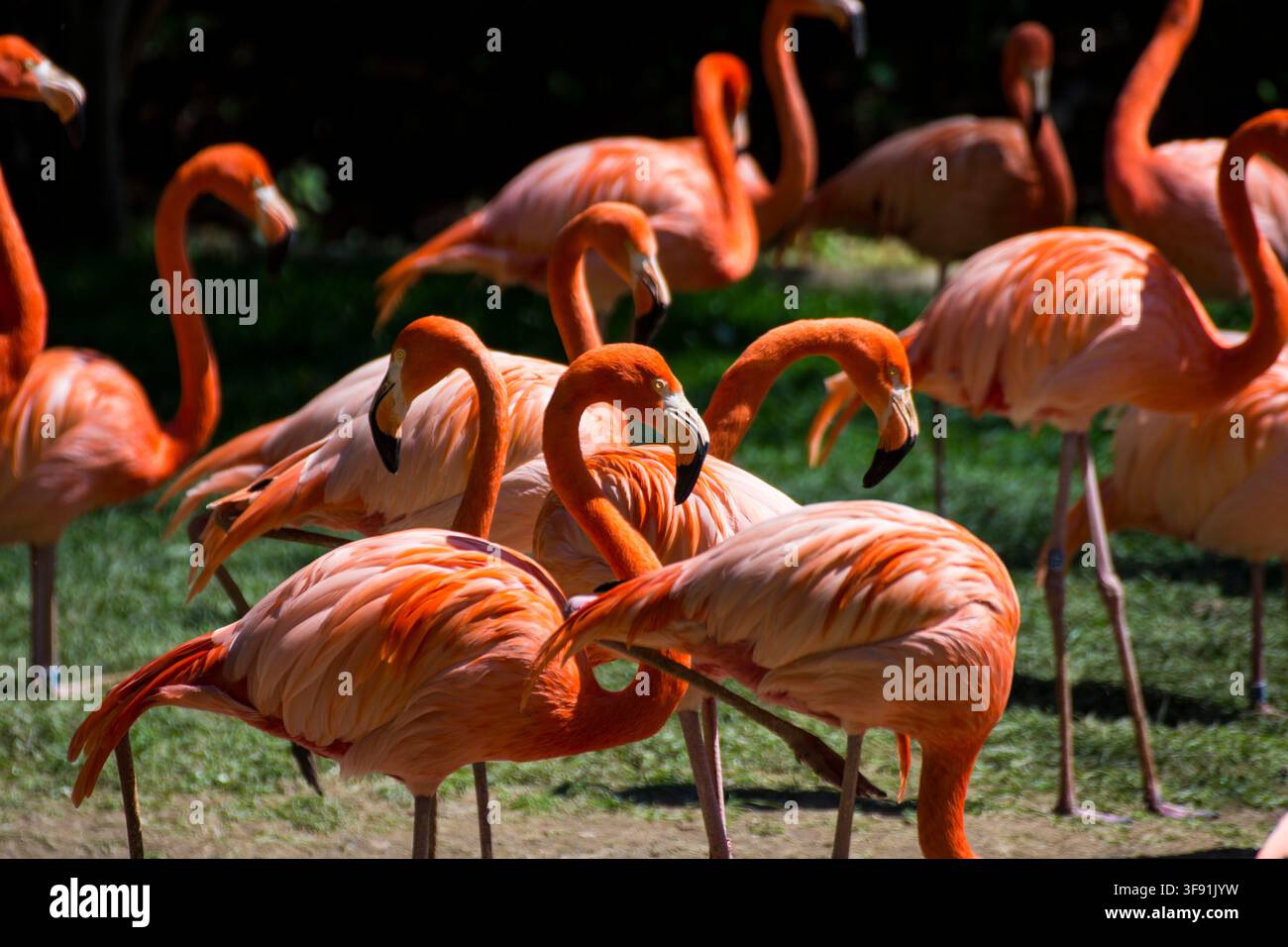Flamants orange dans un zoo à Lisbonne Banque D'Images