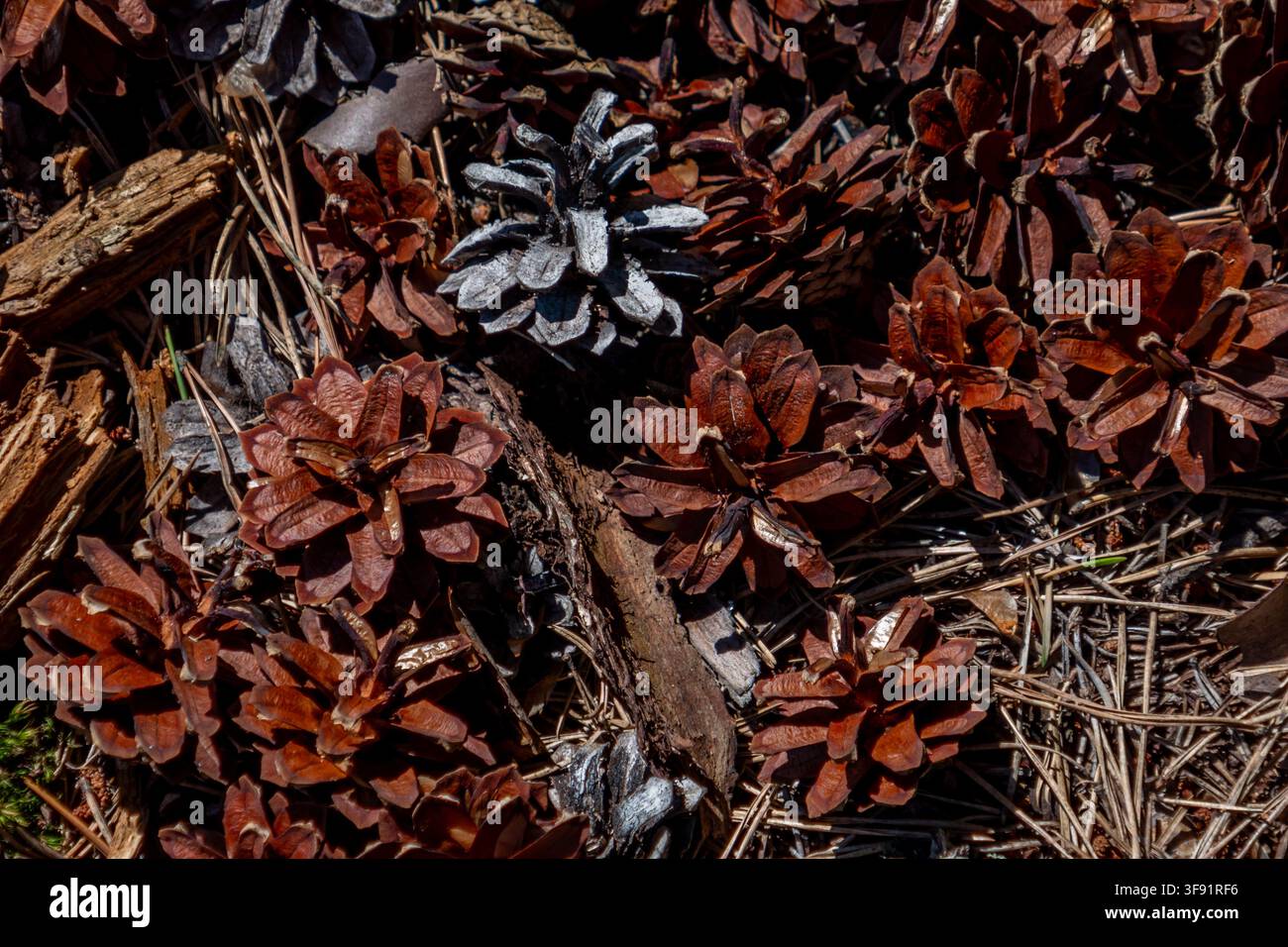 Vue de dessus de pommes de pin brunes et mates dispersées sur des aiguilles de pin sèches dans un cadre forestier, montrant une texture naturelle, des couleurs terreuses et une ambiance calme Banque D'Images