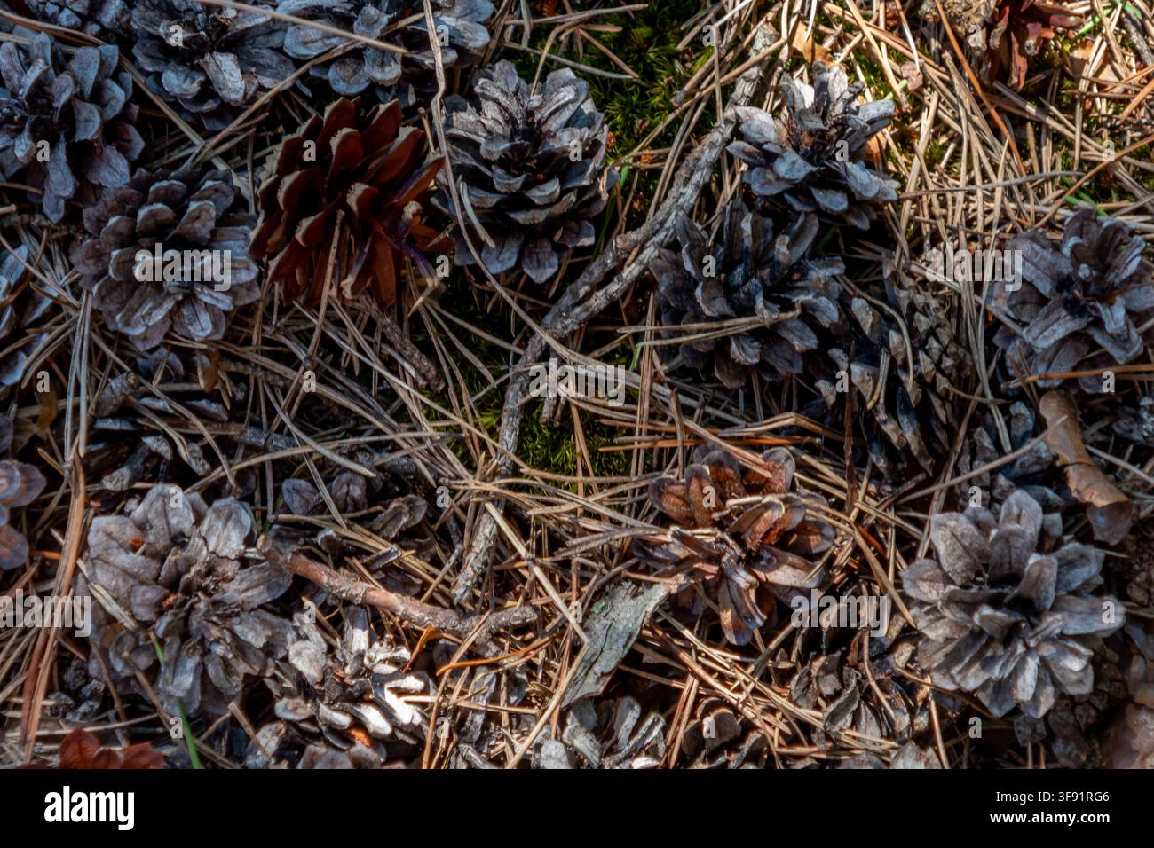 Vue de dessus de pommes de pin brunes et mates dispersées sur des aiguilles de pin sèches dans un cadre forestier, montrant une texture naturelle, des couleurs terreuses et une ambiance calme Banque D'Images
