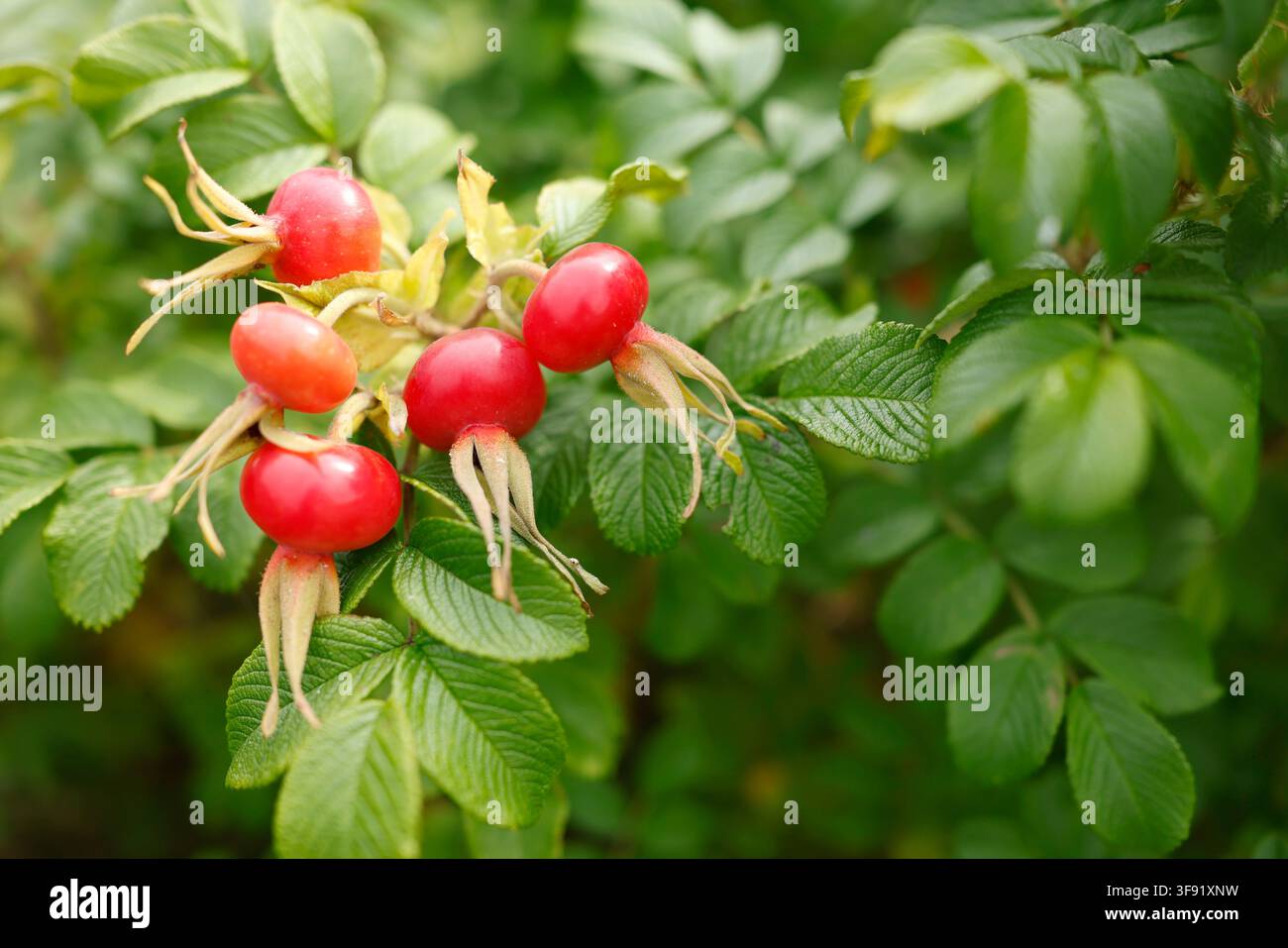 Ronces rouges mûres sur un buisson de rugosa sauvage. Concept de mode de vie de cueillette de médecine herbale biologique durable. Arrière-plan naturel d’un jardin automnal vibrant avec Banque D'Images