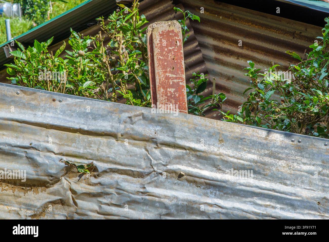 Ancien grillage en métal ondulé avec des plantes envahissantes. Banque D'Images