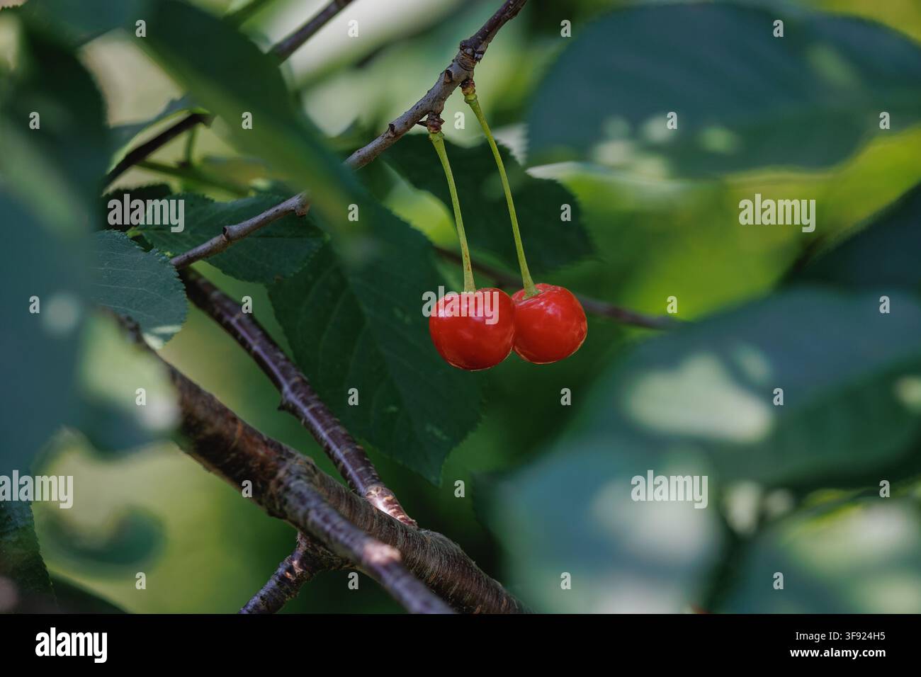 Deux cerises rouges mûres suspendues à un pédoncule parmi des feuilles vertes sur un arbre Banque D'Images