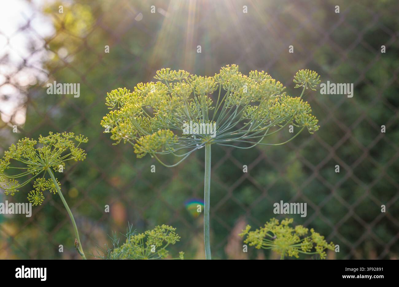 Tête de fleur de aneth poussant à l'extérieur dans un jardin avec la lumière du soleil et une clôture en fil de fer à l'arrière-plan Banque D'Images
