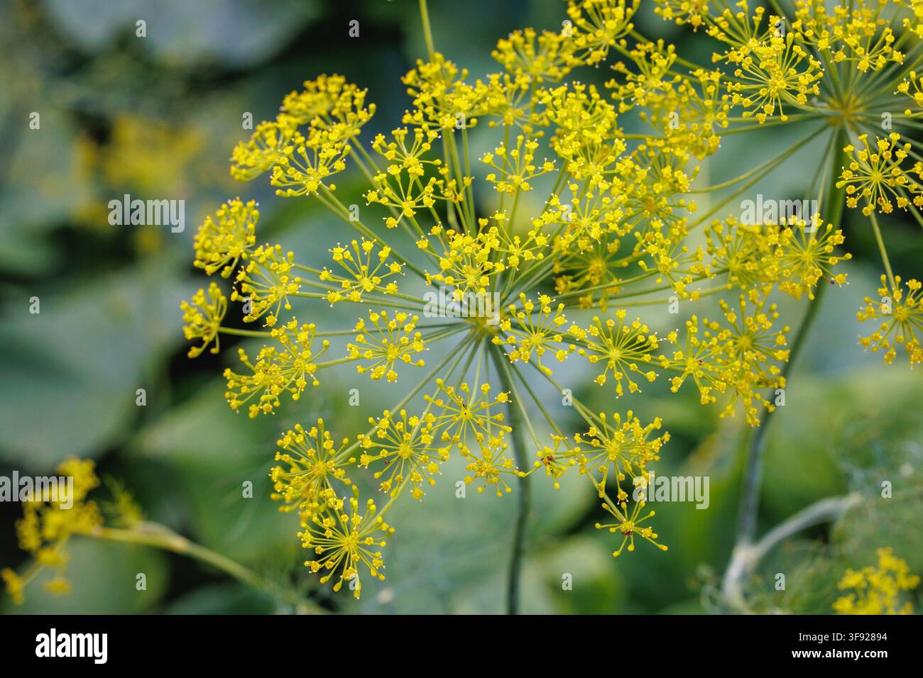 Gros plan détaillé d'une tête de fleur d'ombelle de carvi jaune vif en pleine floraison Banque D'Images
