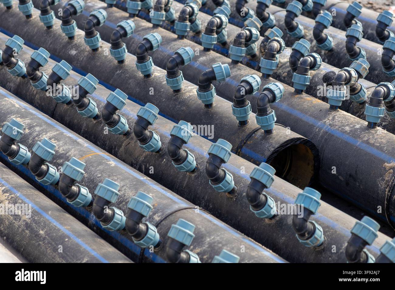 Des rangées de tuyaux d'irrigation en polyéthylène durable avec des connecteurs bleus créent un système organisé pour l'arrosage agricole, illustrant une technologie de précision Banque D'Images
