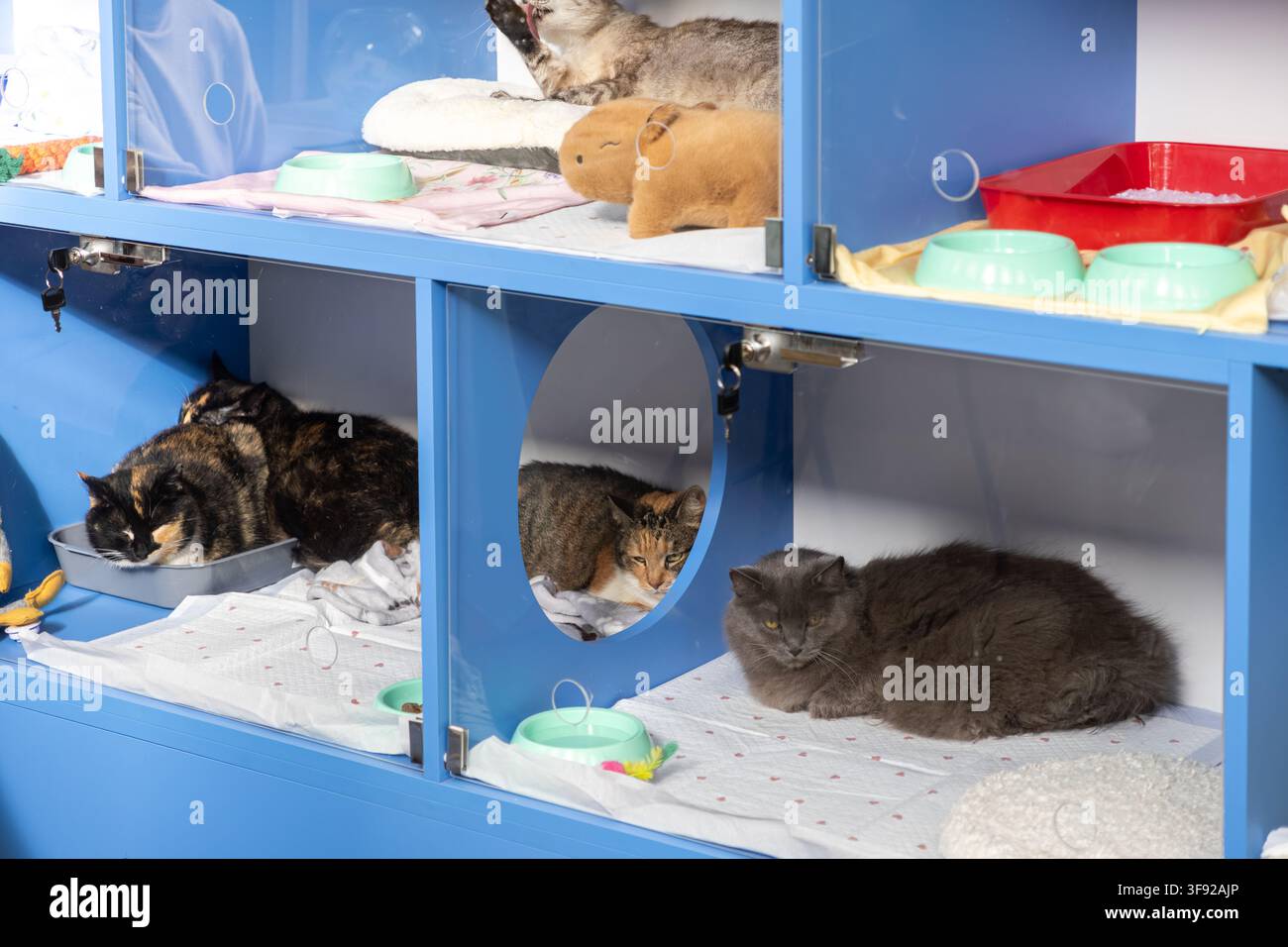 Divers chats duveteux se reposent tranquillement dans une unité propre d'hôtel pour chats bleu, mettant en évidence la sécurité professionnelle de la garde d'animaux, les pratiques de bien-être animal Banque D'Images