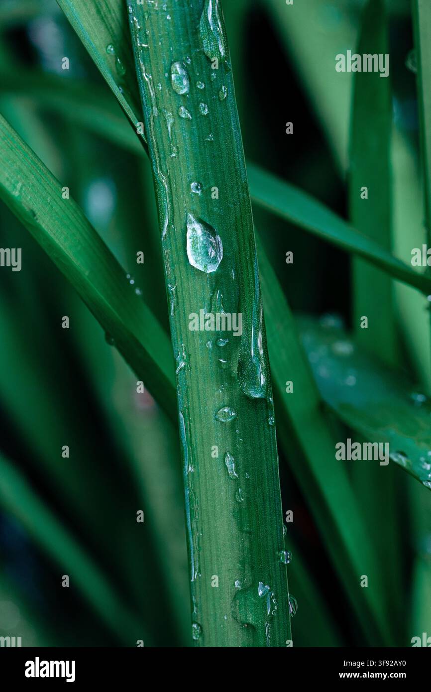 Vue rapprochée de gouttes de pluie sur de l'herbe verte Banque D'Images