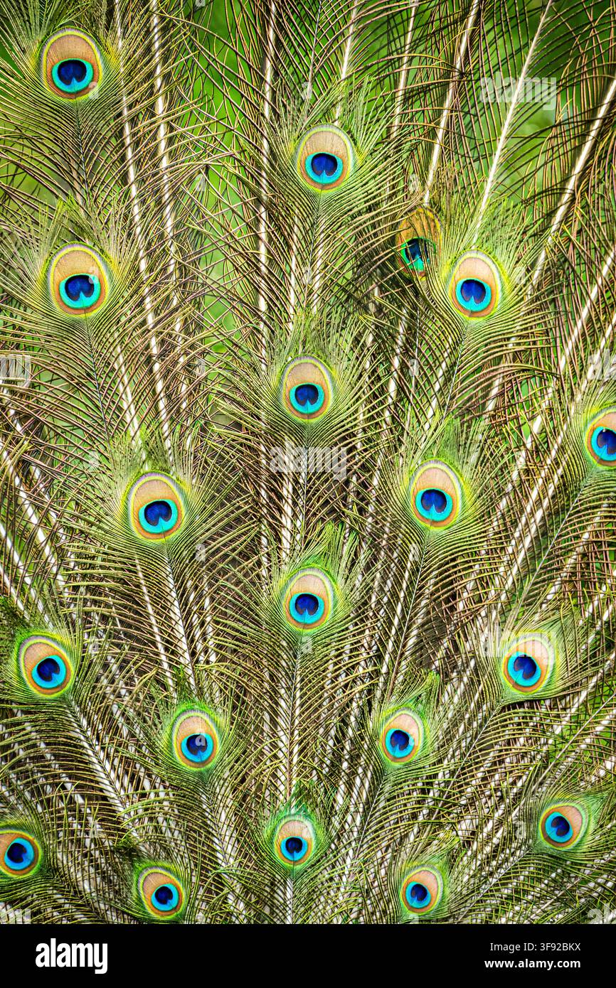 Paon mâle exhibant ses plumes de queue vibrantes Banque D'Images