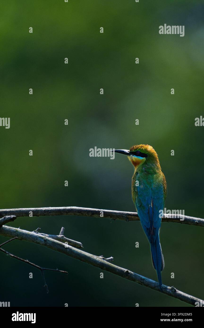 Guêpier à queue bleue perché sur une branche devant une végétation verte, Assam, Inde Banque D'Images