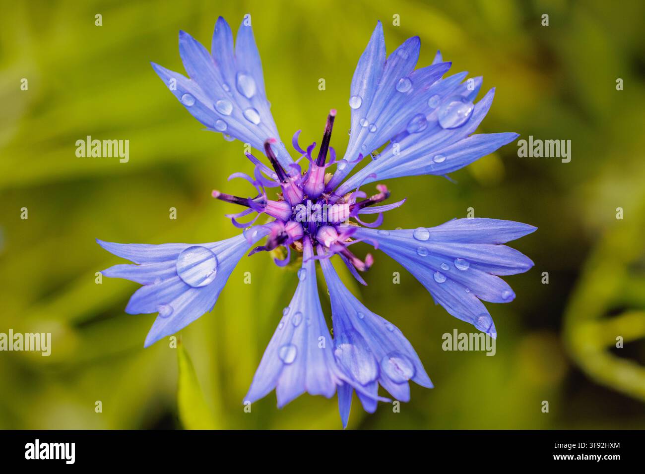 Close-up sur une bleuette avec des gouttes d'eau dans le jardin Banque D'Images
