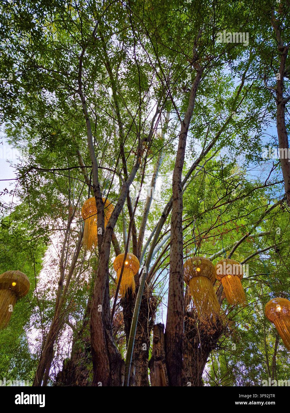 Lanternes en paille suspendues sous la canopée d'un arbre vert - Image de stock capturée avec un smartphone