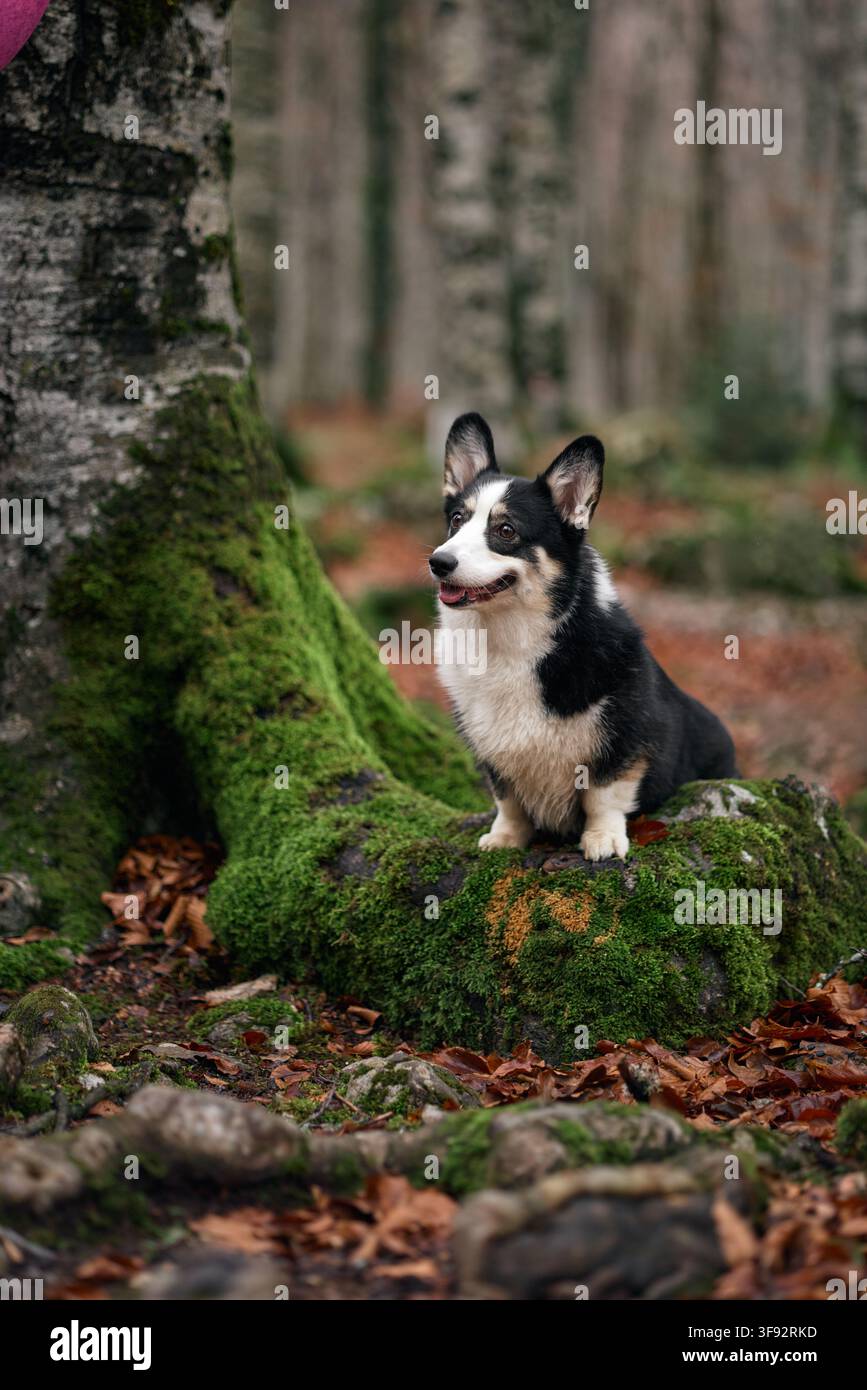 Un Cardigan Welsh Corgi est assis détendu à côté d'un grand arbre. Le sol de la forêt est couvert de feuilles et de mousse. Banque D'Images