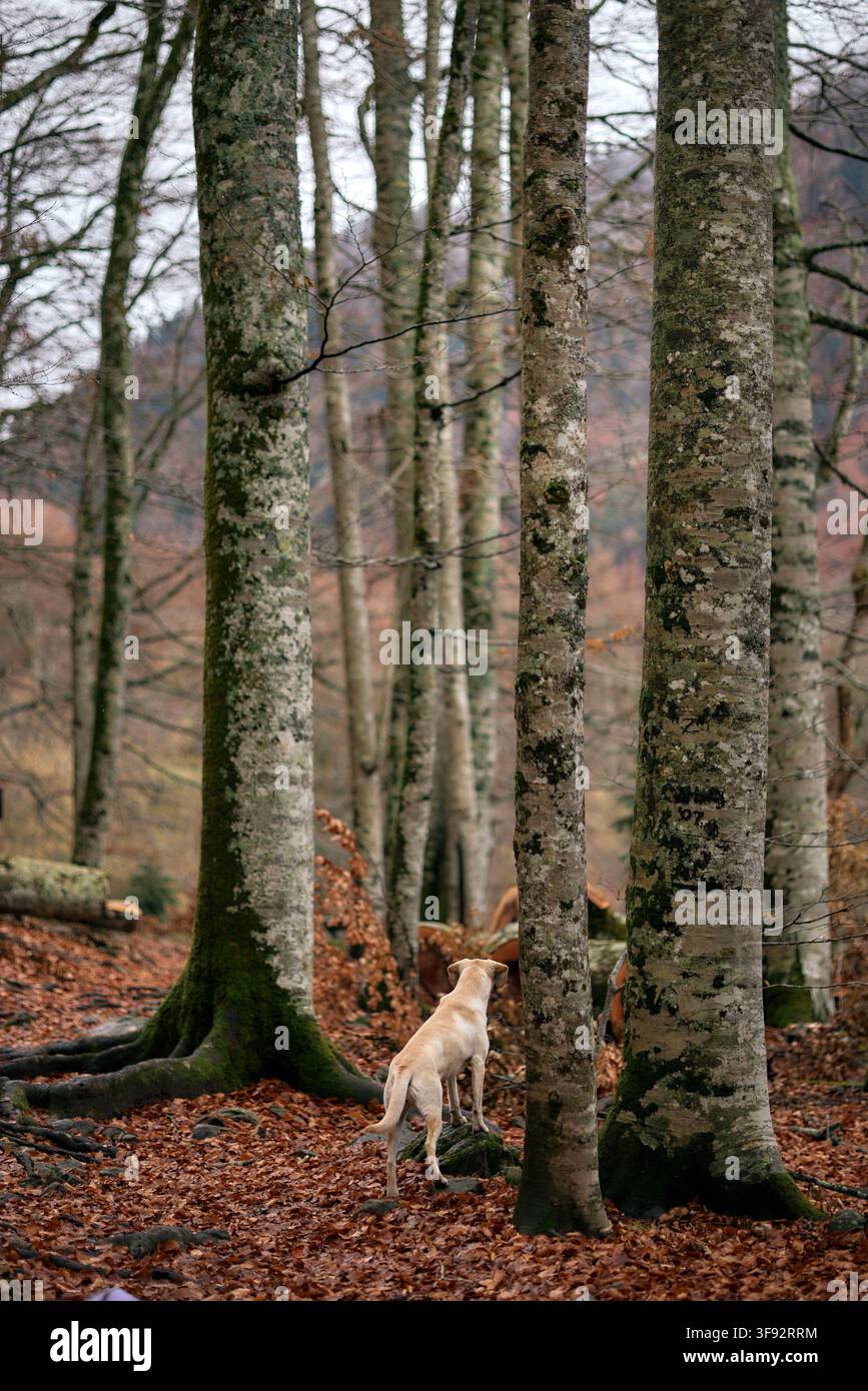 Un chien croisé crème se tient à côté de troncs hauts dans une forêt recouverte de feuilles. La scène automnale montre une lumière calme et un sol terreux doux. Banque D'Images