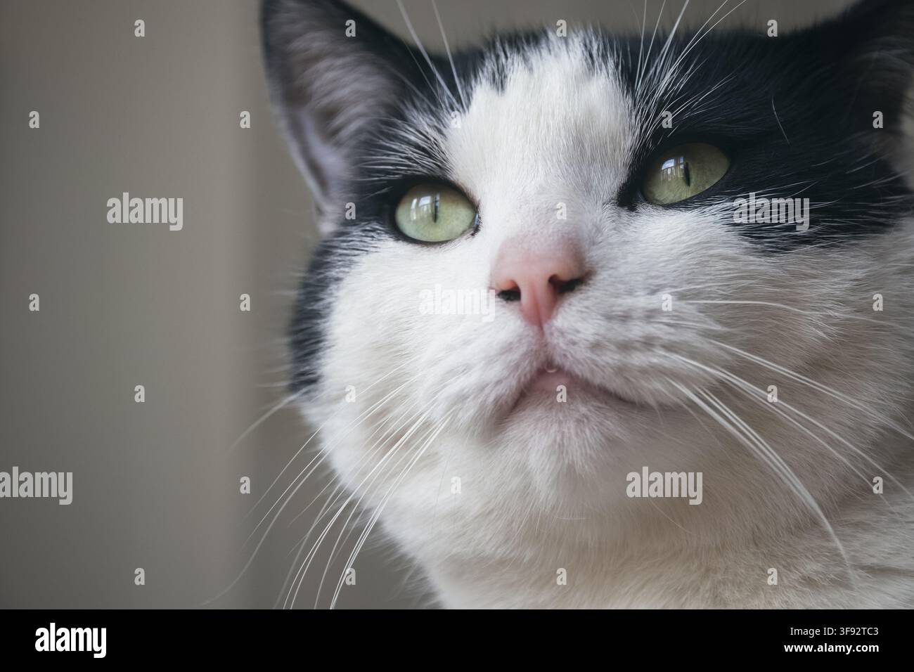 Portrait d'un chat noir et blanc, gros plan Banque D'Images