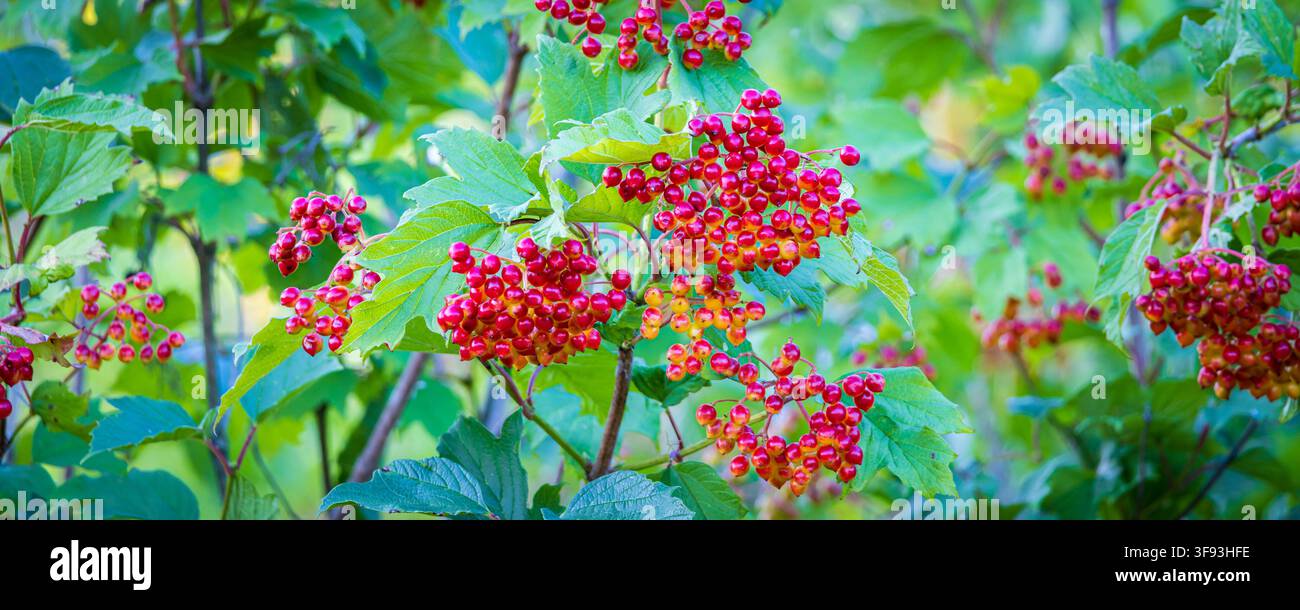 Des grappes éclatantes de baies de viburnum rouges (Viburnum opulus) pendent parmi des feuilles vertes sur un arbuste feuillu, évoquant les ambiances de jardin d'été et d'automne précoce avec Banque D'Images