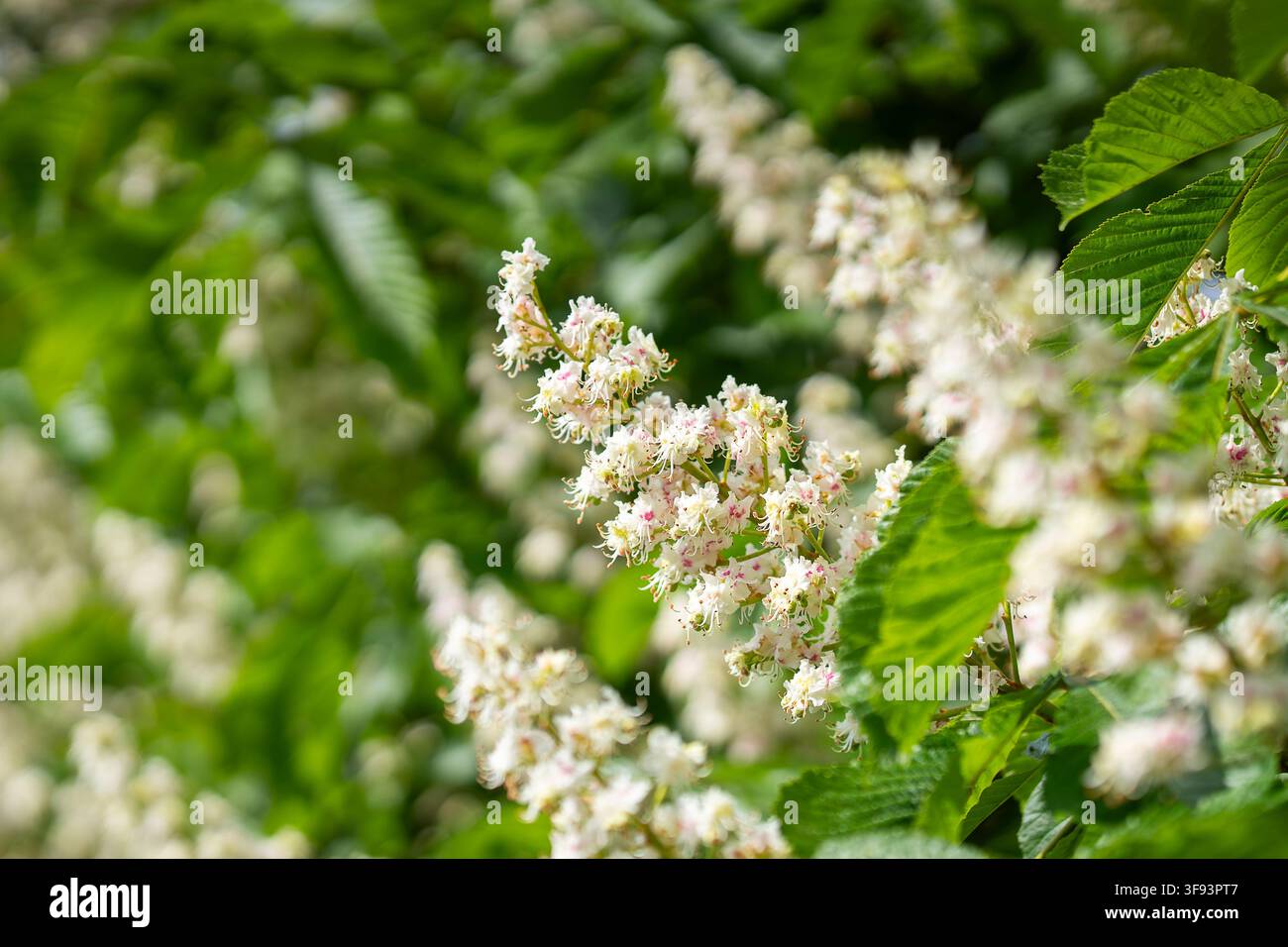 Aesculus hippocastanum (marronnier) en pleine floraison printanière, présentant des panicules de fleurs blanches délicates et des feuilles vertes fraîches. Banque D'Images