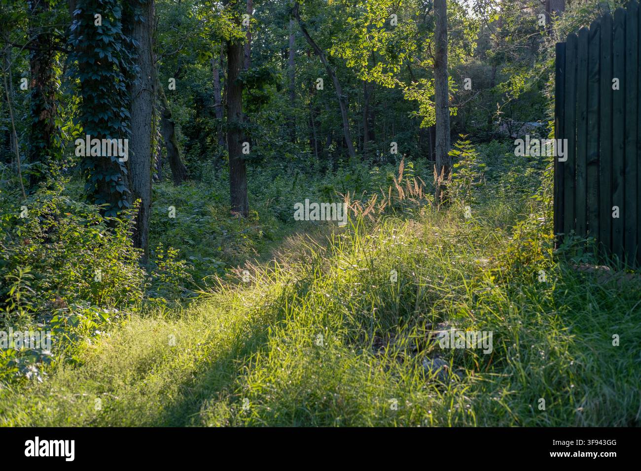 Un sentier herbeux serpente dans une forêt dense et verte dans une zone boisée ensoleillée. Banque D'Images