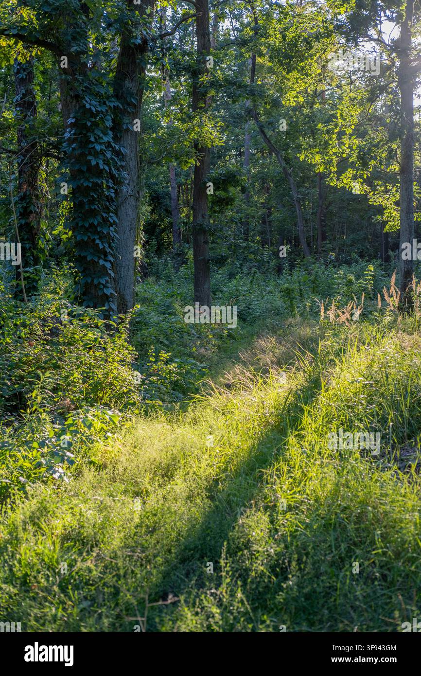 Un sentier herbeux baigné de soleil mène à une forêt dense dans une réserve naturelle en plein air. Banque D'Images