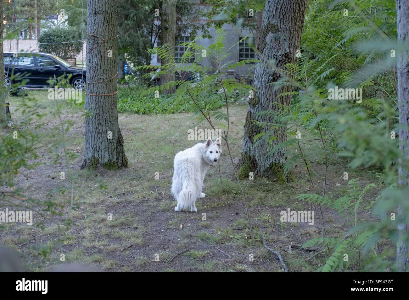 Un chien blanc se tient dans une cour herbeuse et regarde en arrière vers une propriété résidentielle rurale. Banque D'Images