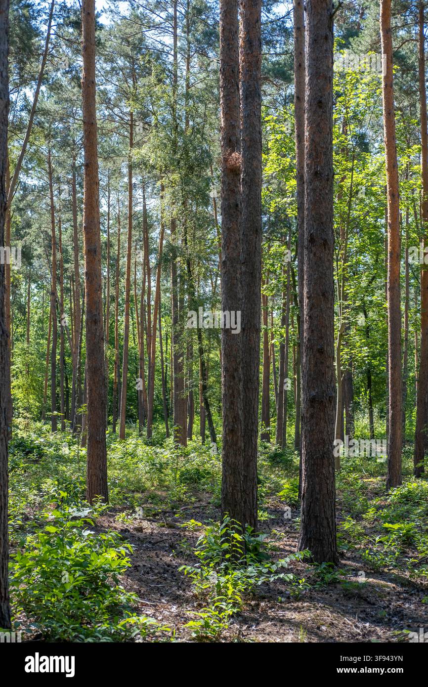 Des troncs de pins droits se dressent dans un environnement boisé ensoleillé avec un sous-bois luxuriant et vert. Banque D'Images