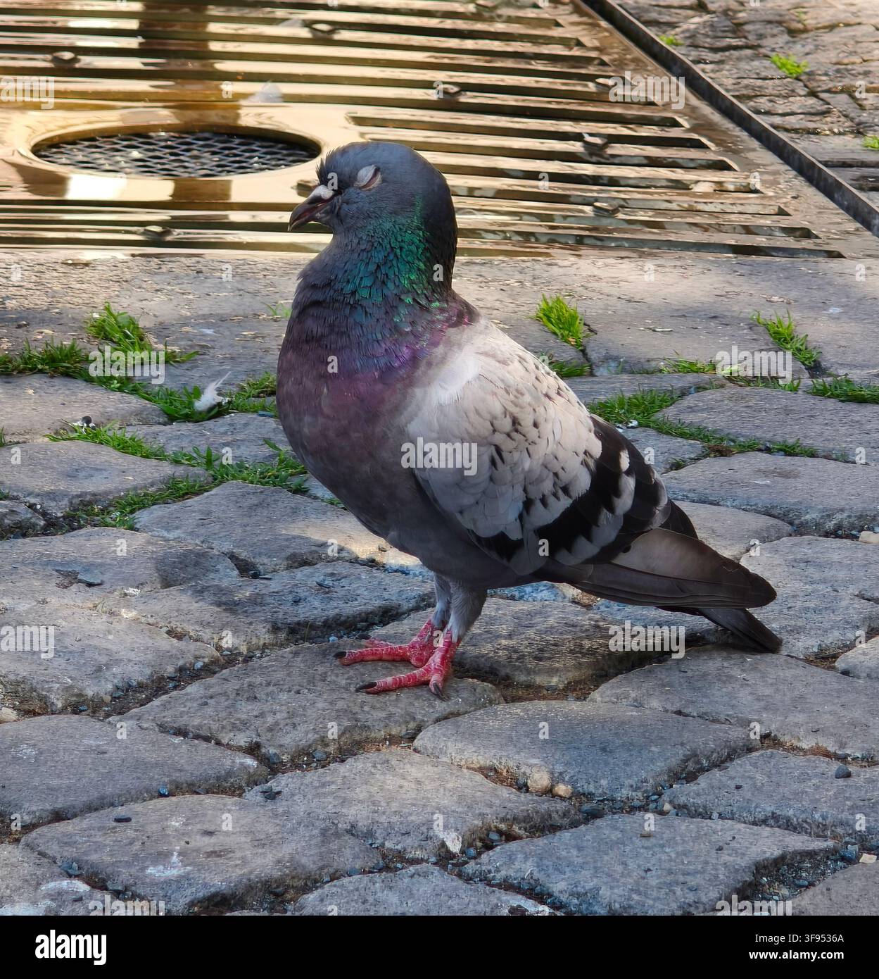 Pigeon urbain dormant sur le trottoir comme concept de faune urbaine, de coexistence avec les animaux et de protection de la nature urbaine - Image de stock capturée avec un smartphone