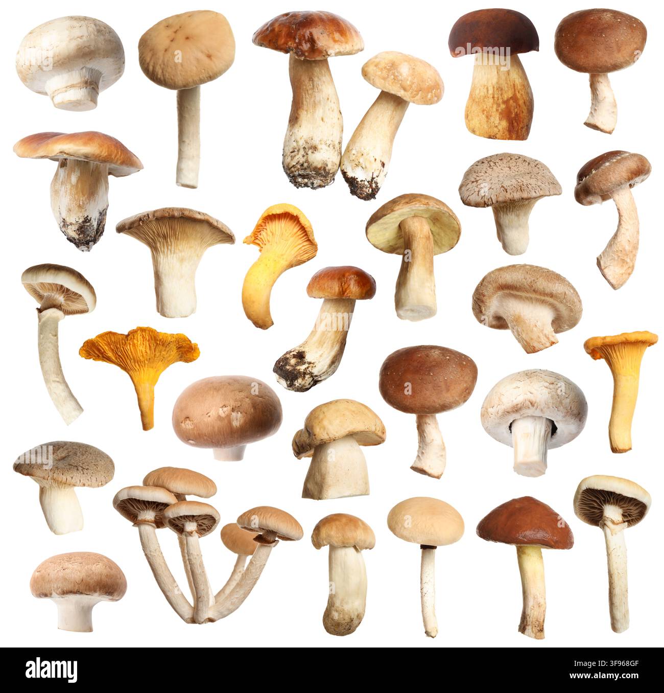 Divers champignons comestibles isolés sur blanc, posés Banque D'Images