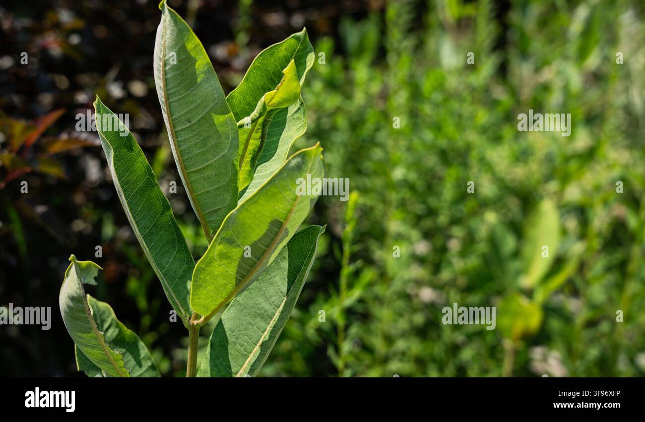 Les larges feuilles vertes opposées d’une plante de monarde commune (Asclepias syriaca), Banque D'Images