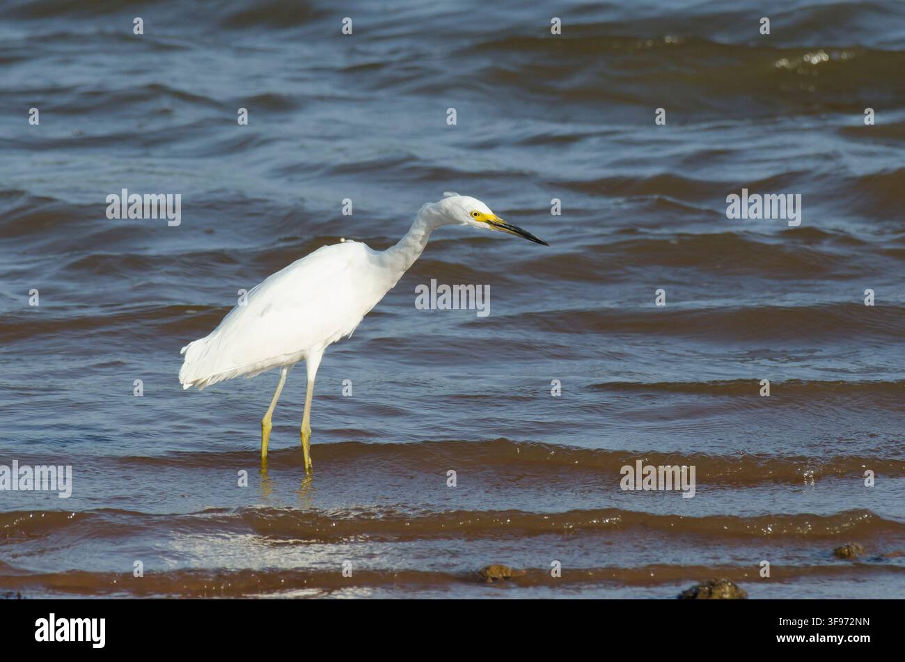 Aigrette neigeuse Egretta thula, Banque D'Images