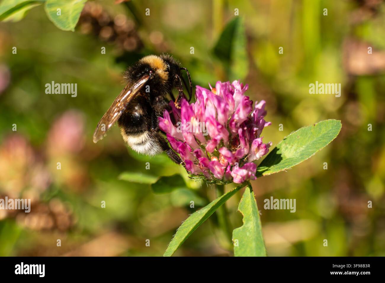 Bourdon collectant du nectar d'une fleur de trèfle rouge en pleine floraison dans une prairie naturelle ensoleillée. Banque D'Images