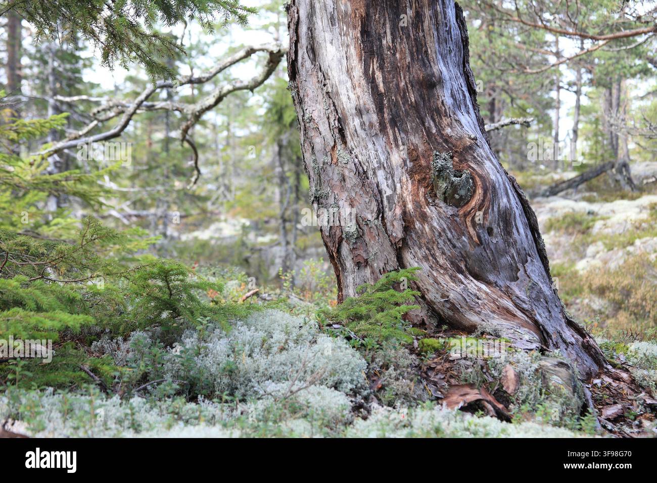 Vieux pin Pinus croissant sur une montagne de la haute côte suédoise Banque D'Images