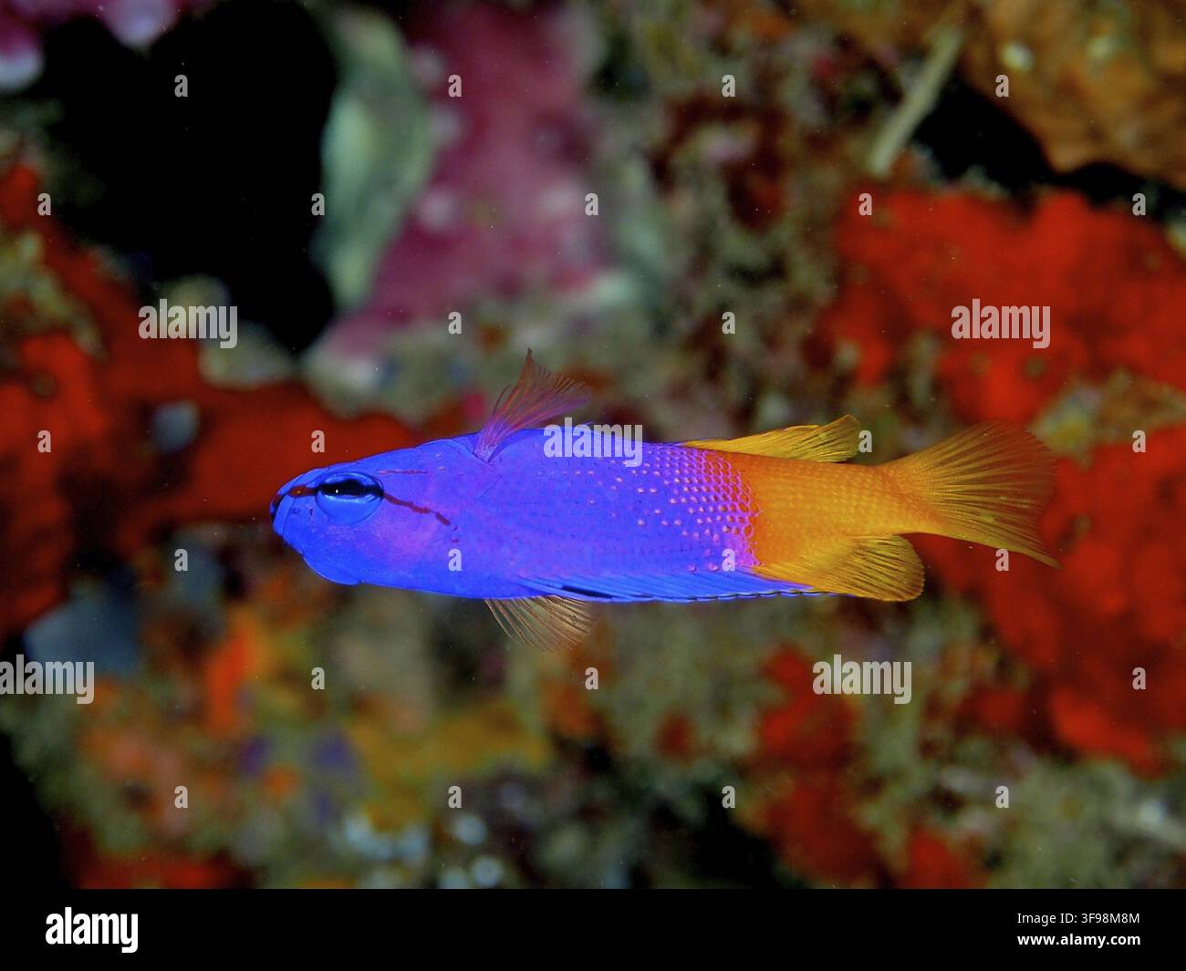 Un poisson-ange roi violet et orange (Gramma loreto) nage devant un fond rouge et vert vif dans la mer au site de plongée Coral Garden, Puert Banque D'Images