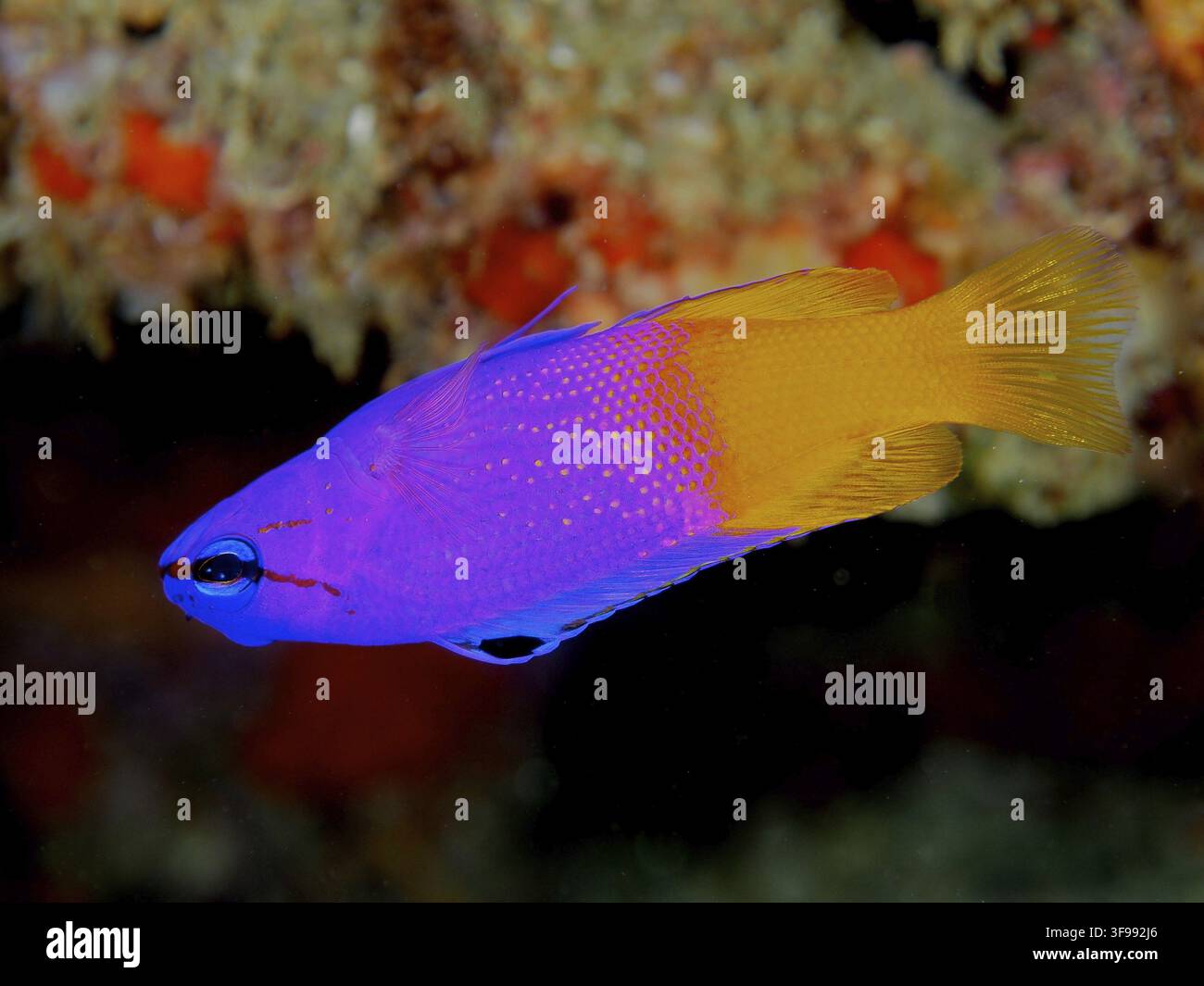 Un poisson coloré avec des marques violettes et jaunes, le Poisson-Léopard Royal (Gramma loreto), un poisson-léopard, nageant dans le récif corallien, au Coral Gard Banque D'Images