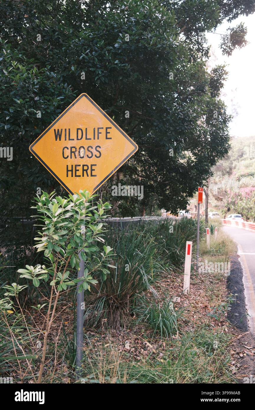 Un panneau routier jaune en forme de losange portant l'inscription "WILDLIFE CROSS HERE" sur un bord de route herbeux le long de la Cape Byron Coastal Walk à Byron Bay, NSW, Australie. Banque D'Images